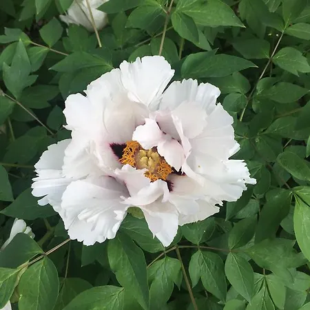 Liubava Guest house *